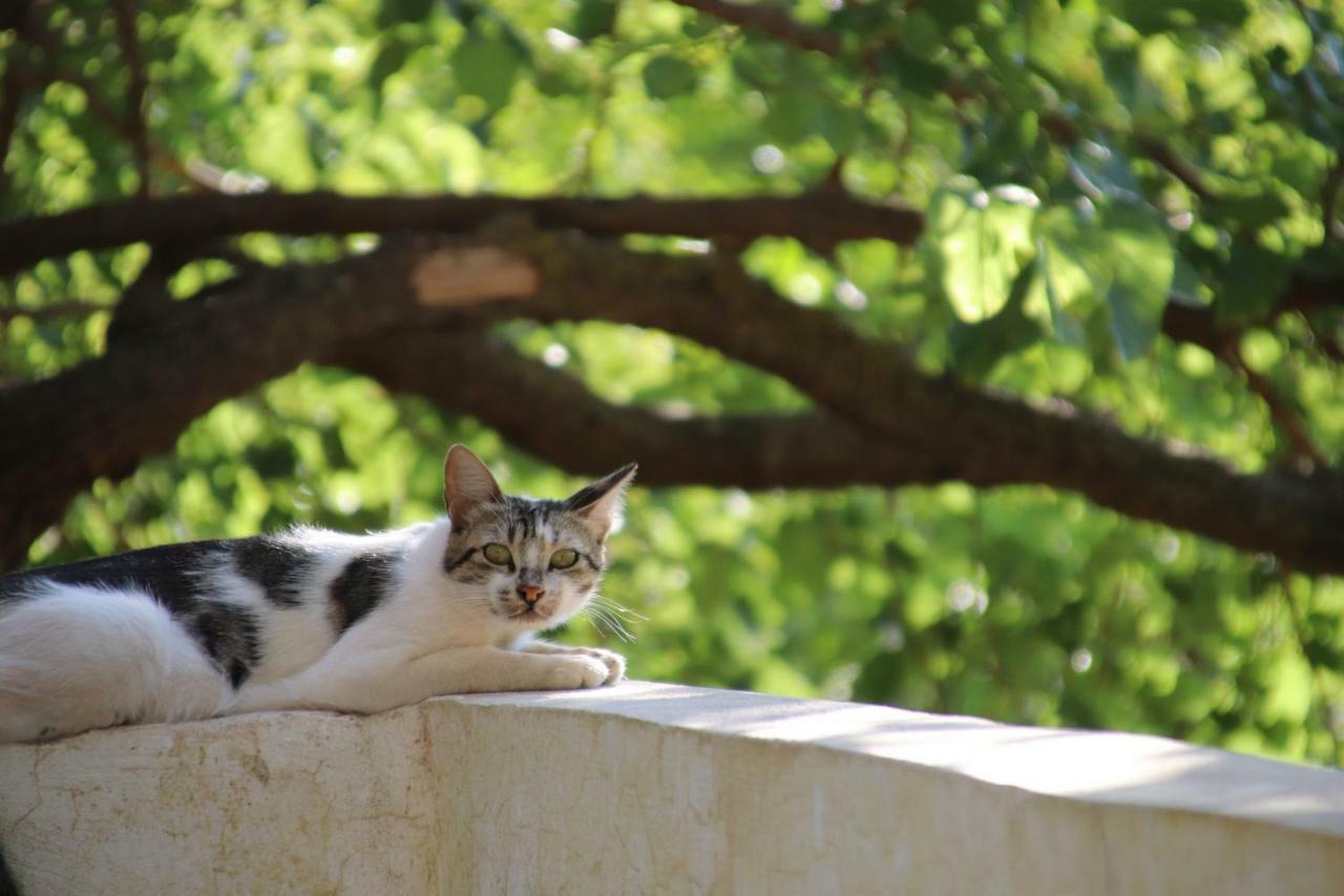 Mhna Guest House Ajloun Luaran gambar